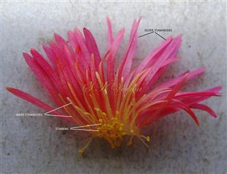  Stamens and Staminodes
